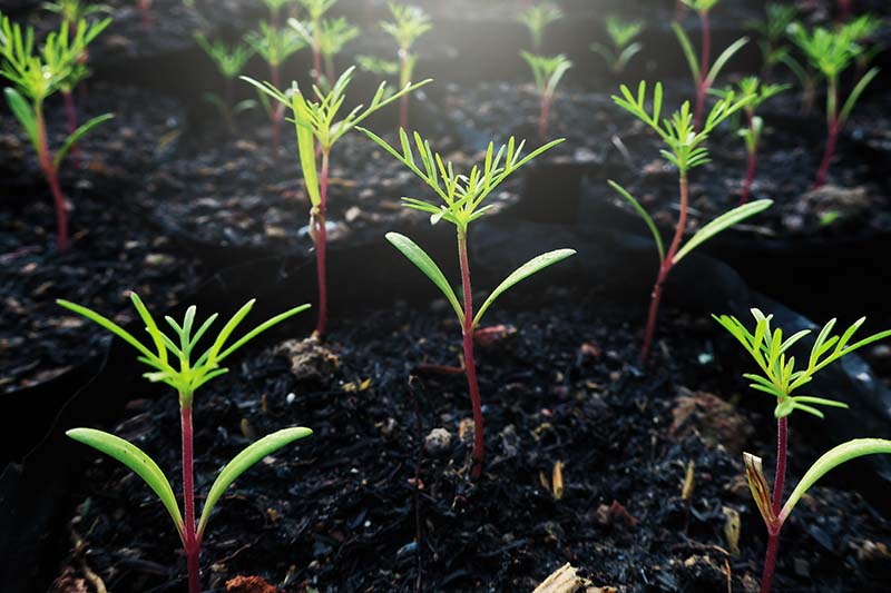 Planting the Cosmos