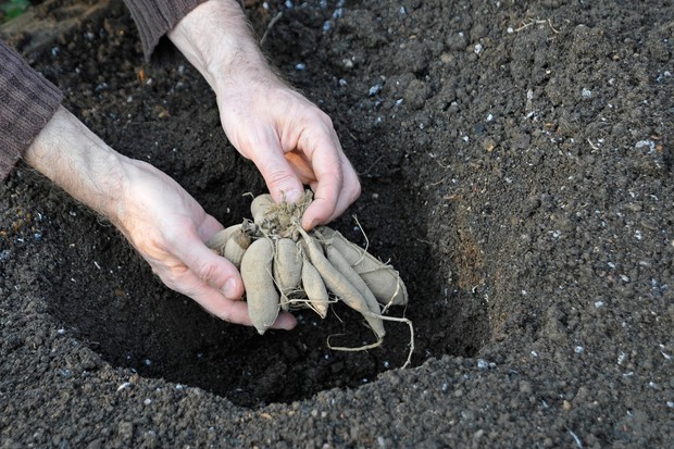 Planting the Dahlia Tubers