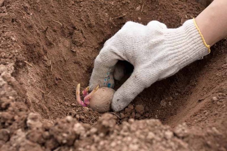 Planting the Potato