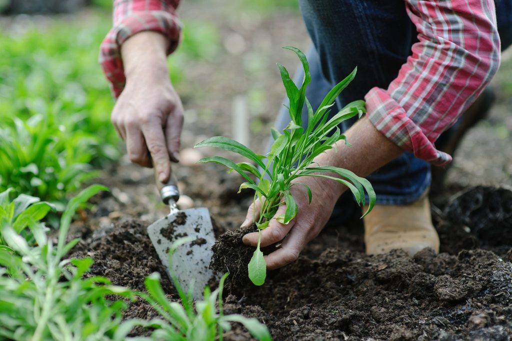 Planting the Wallflower Seeds