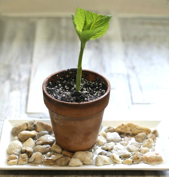 Planting the stem cutting