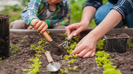 Planting