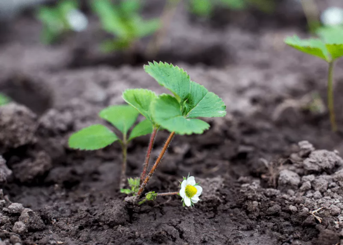 Planting