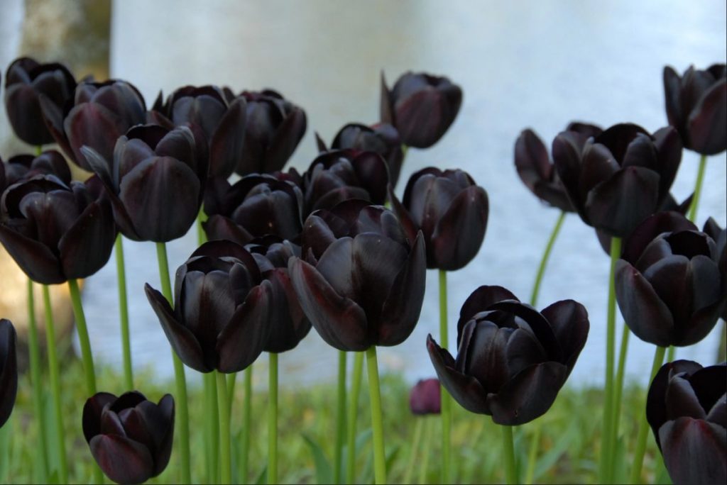 Plants With Black Flowers & Foliage