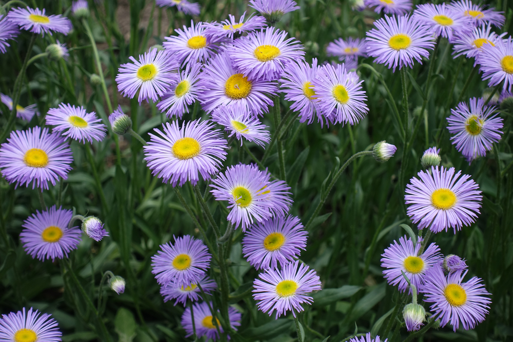 15 Beautiful Plants That Have Daisy-Like Flowers