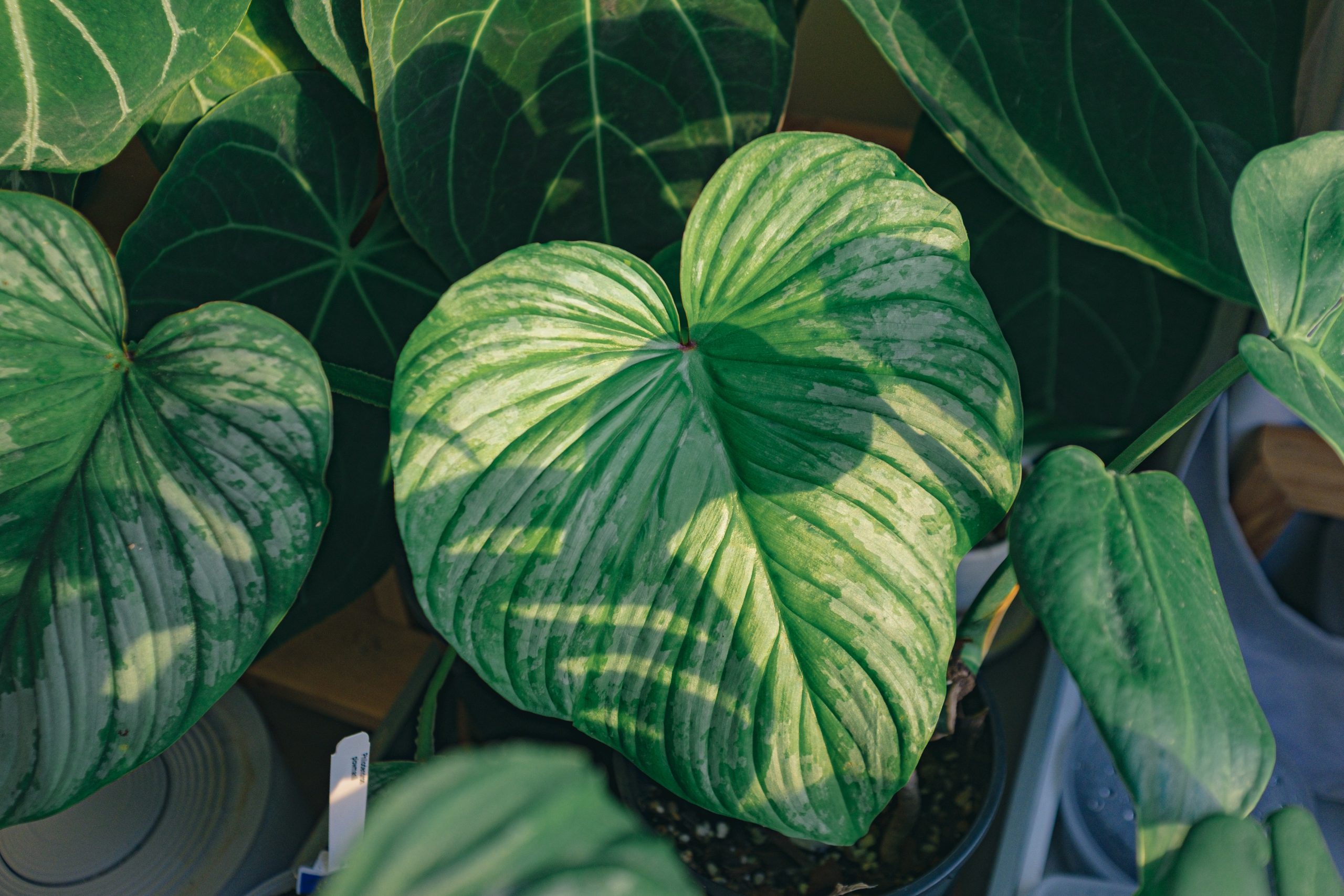 21 Heart-Shaped Leaf Plants to Add a Unique Touch to Your Garden