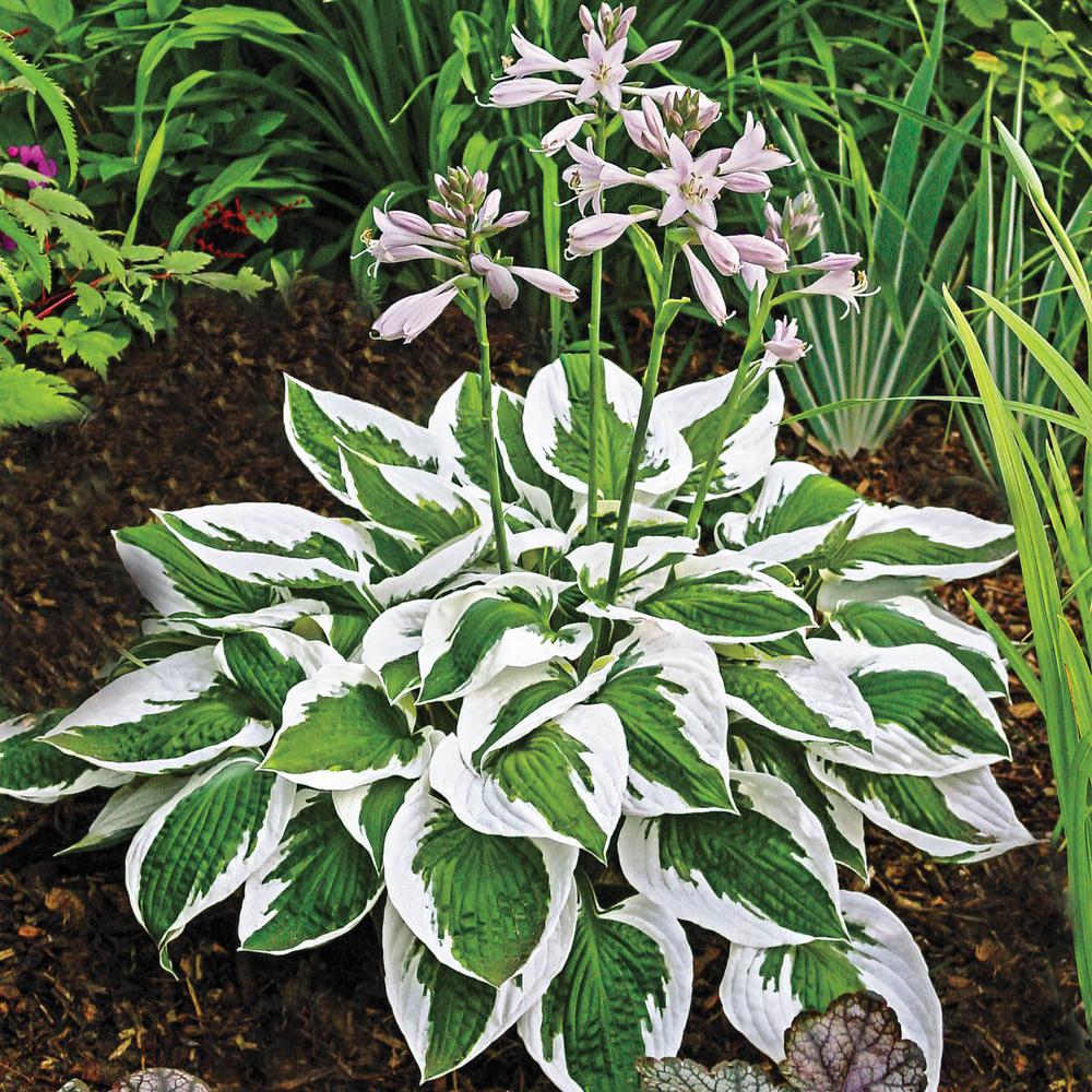 25 Gorgeous Plants with Variegated Foliage