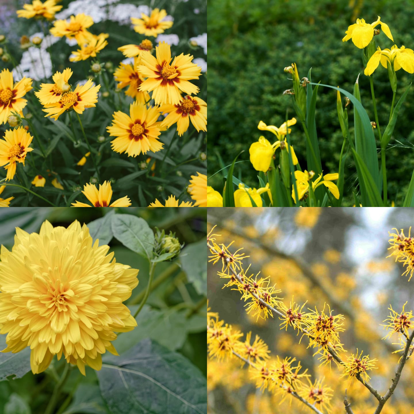 25 Yellow Flowering Plants and Shurbs for Your Garden