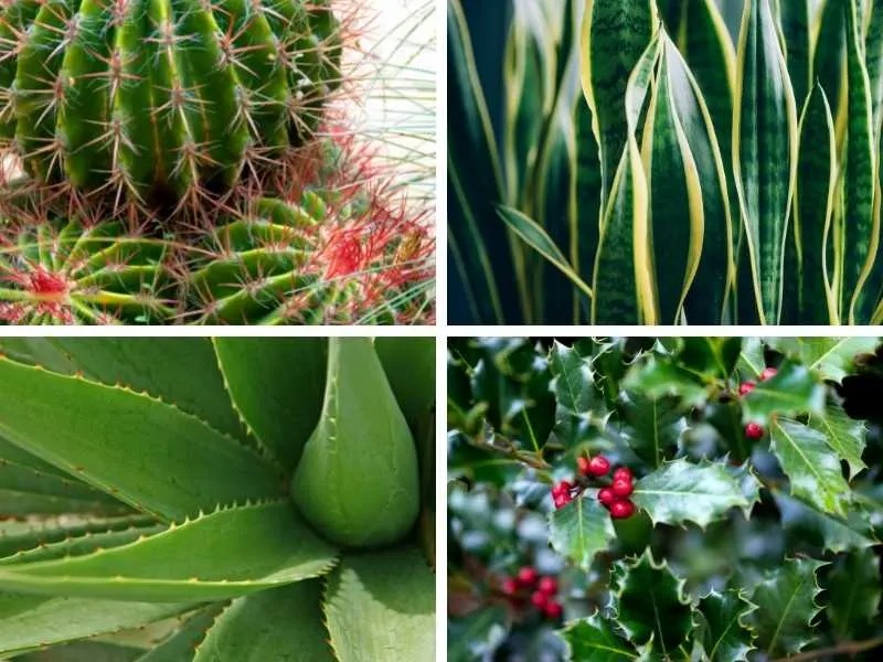 Spiky Plants that Grow by Water