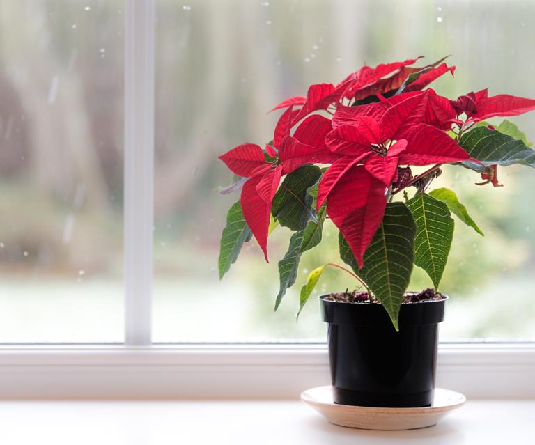 Poinsettia