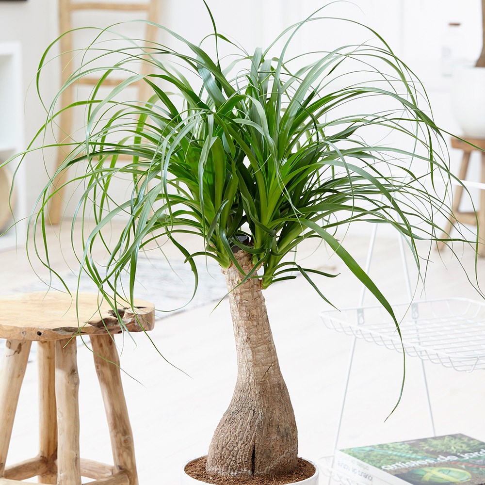 Ponytail Palm