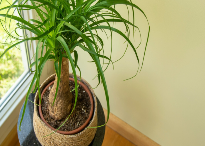 Ponytail Palm