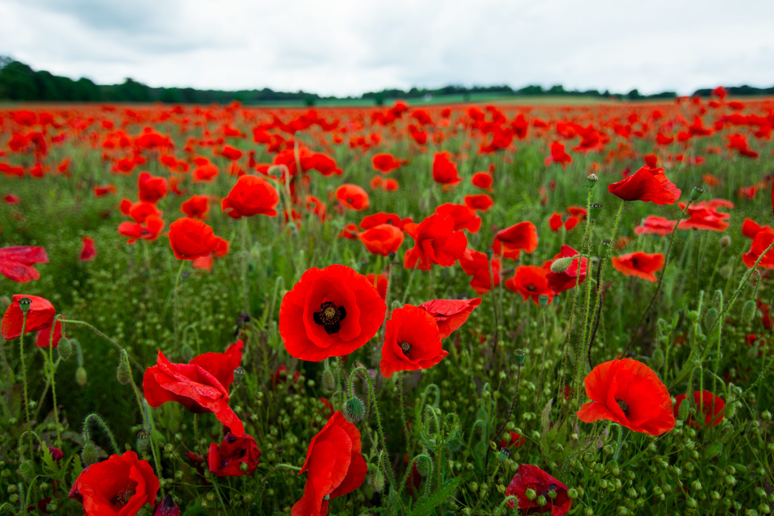 Tips for Growing and Caring Poppy Plant: Your Complete Guide