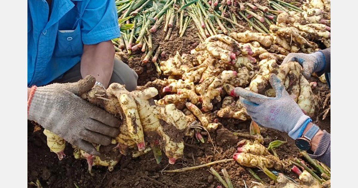 Popular Ginger Varieties in The US