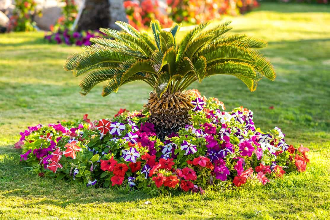 Positioning a Palm Tree