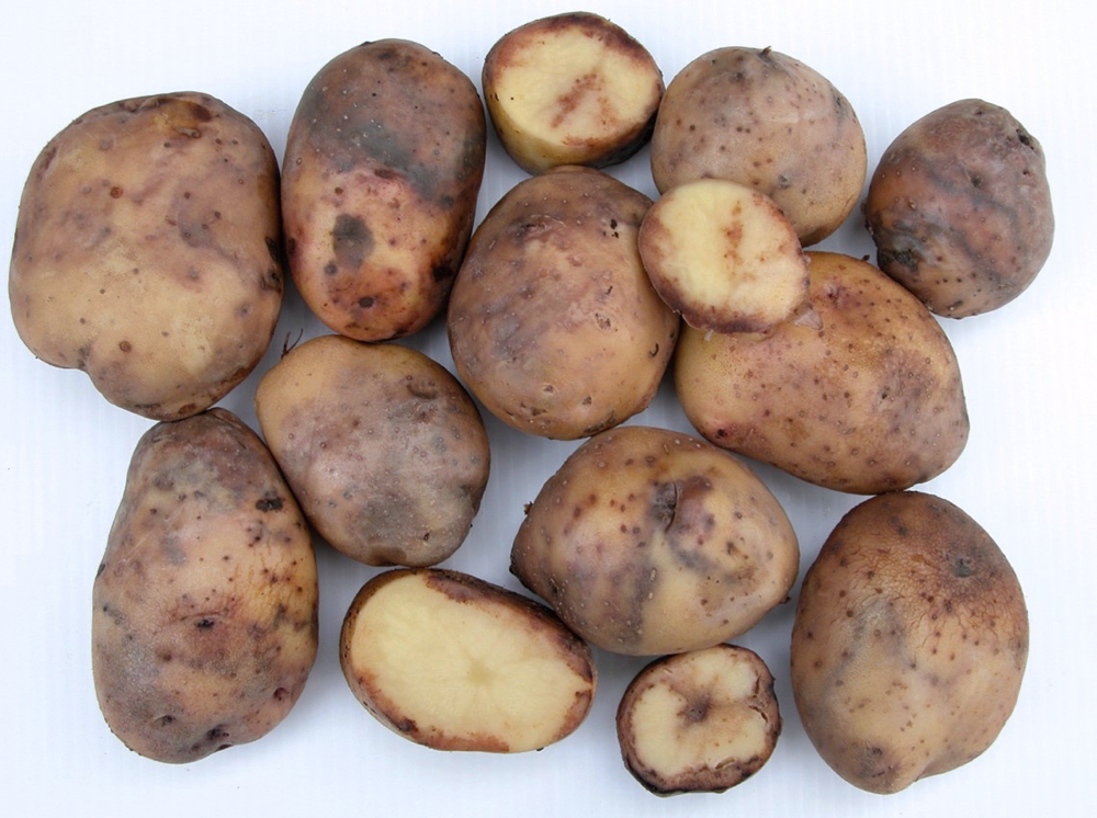 Top Causes of Potato Blight and How to Identify and Prevent Them