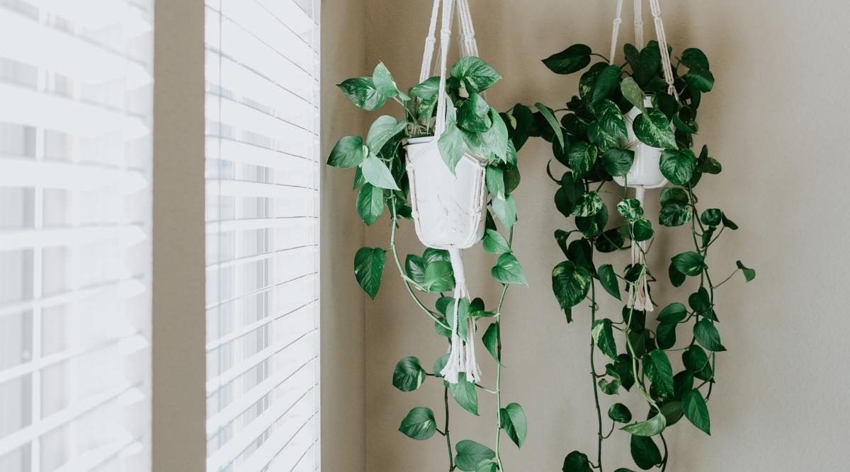 How to Grow and Care for Your Pothos ‘Devils Ivy’ Houseplant