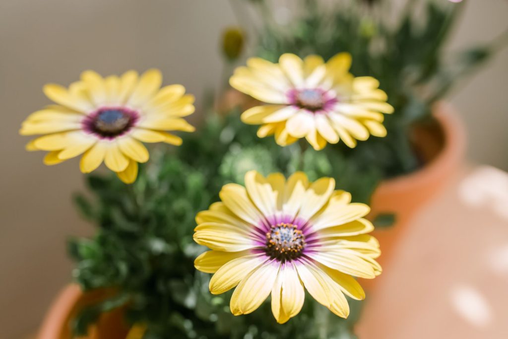 Potted African Daisies