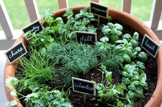 Potted Herb Garden