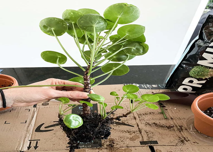 Potting Pilea Peperomioides - Chinese Money Plant.jpg