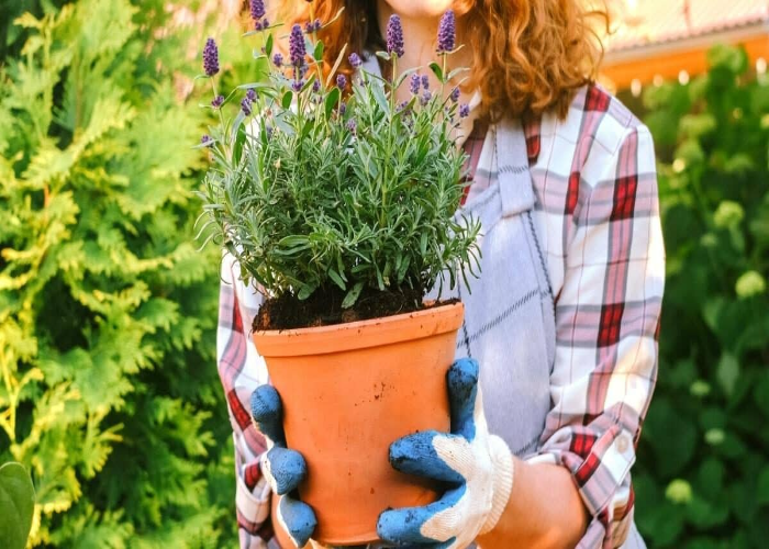 Potting Up and Moving Tender Lavender