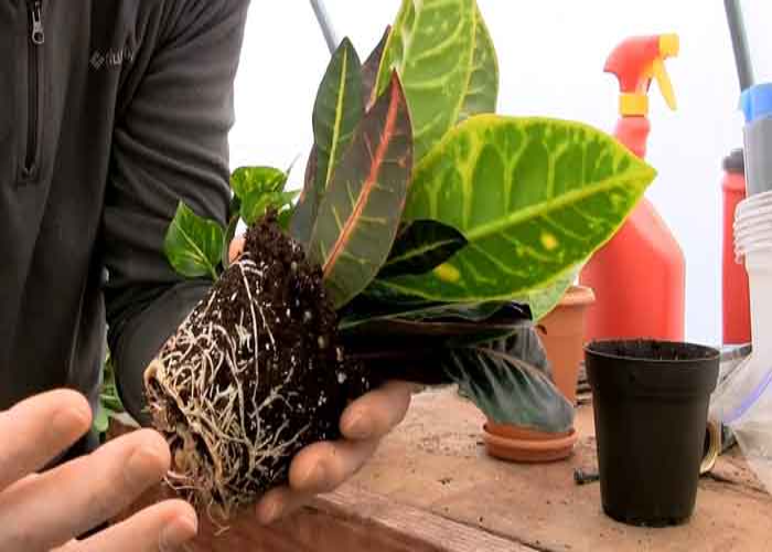 Potting and Repotting 