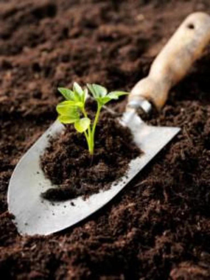 Potting and Repotting Lavatera