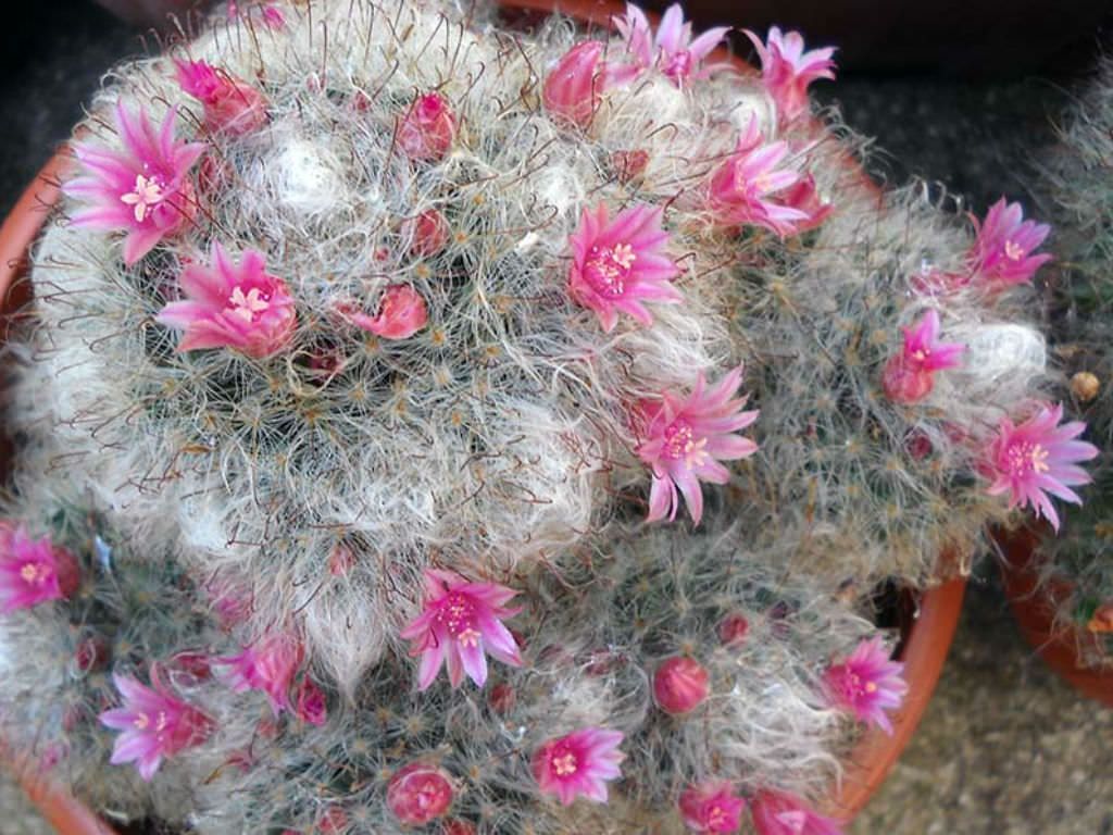 Powder Puff Cactus