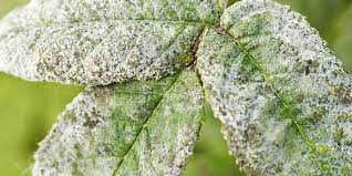 Powdery Mildew