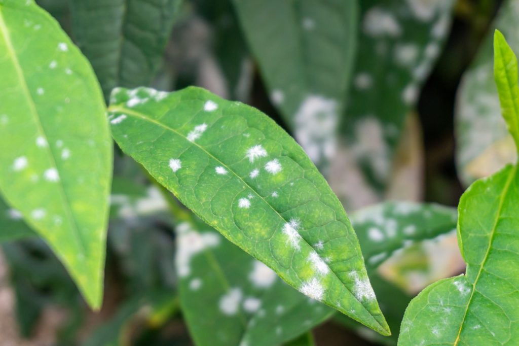 Powdery Mildew