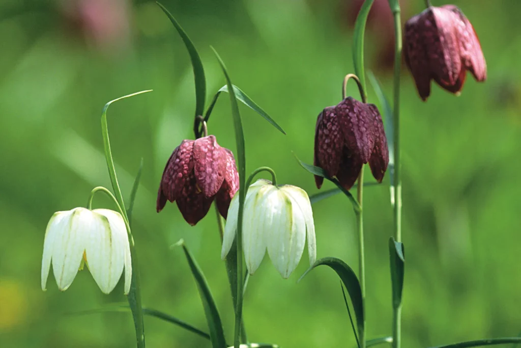 Preferable Climate for the Growth of Fritillaries