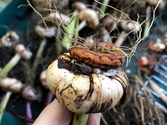 Preparation Of Gladiolus Bulbs