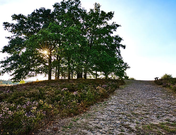 Preparation of The Planting Area