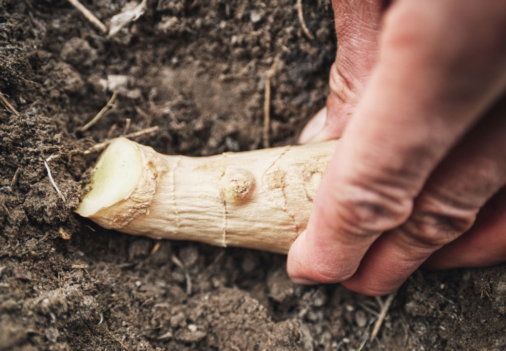 Prepare the Ginger Root