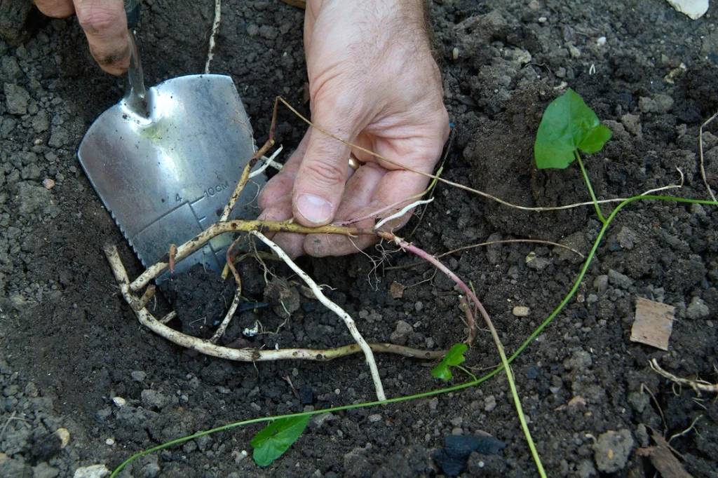 Prepare the Ground for Planting