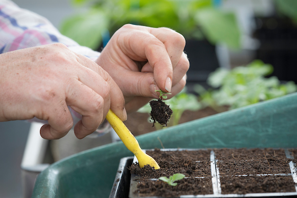 Prepare the Soil of The Container