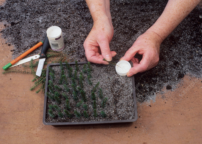 Prepare the Tray_pot