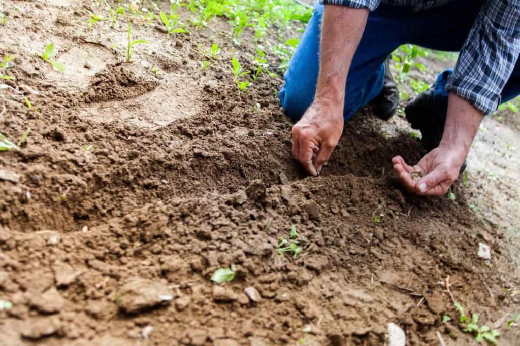 Preparing The Soil