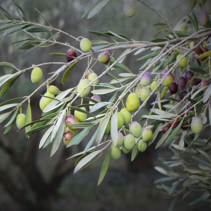 Preparing the Planting Site for Growing an Olive Tree