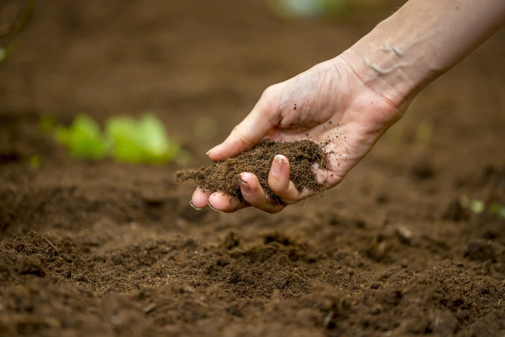 Preparing the Soil .jpg