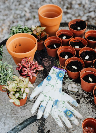 Preparing the Soil to Plant Dieramas