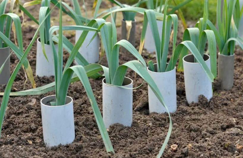 Prepping Up the Garden