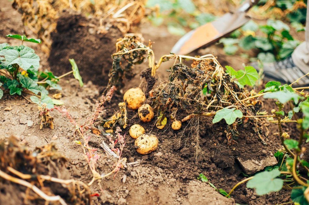 Prevention of Potato Blight