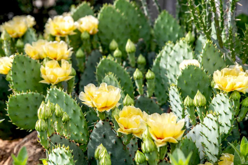 Prickly Pear