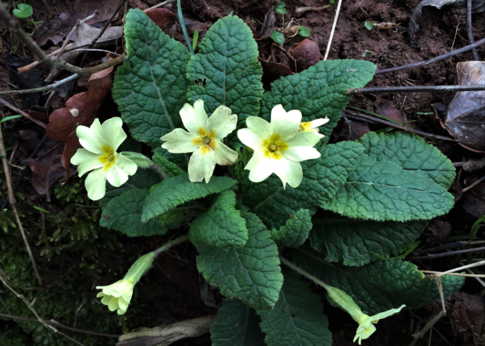 Primroses