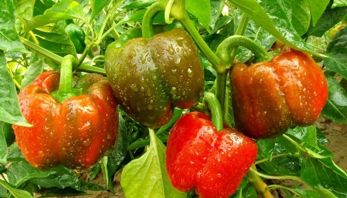 Problems to Look out For While Growing Capsicum