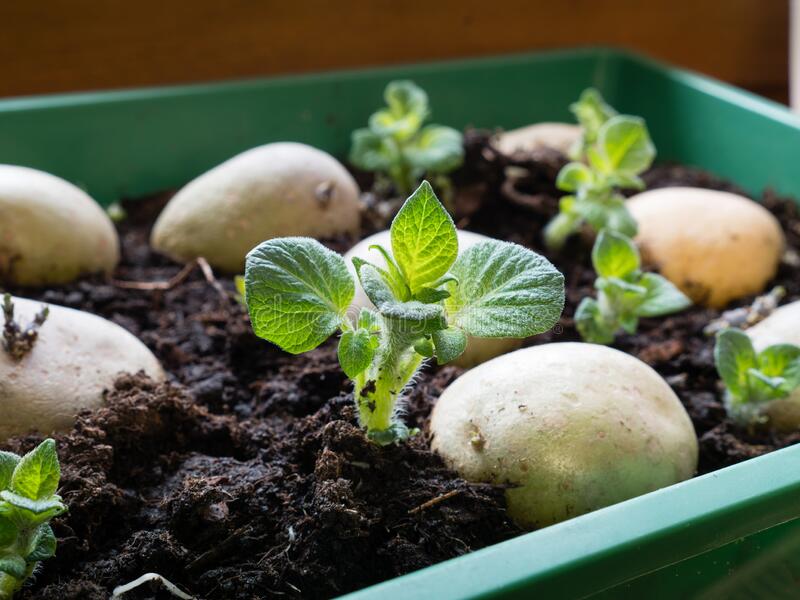 Process To Plant Your Potato Seeds