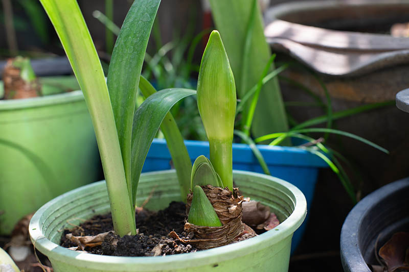 Propagating Amaryllis in containers