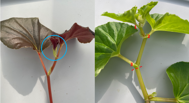 Propagating Begonia Plants