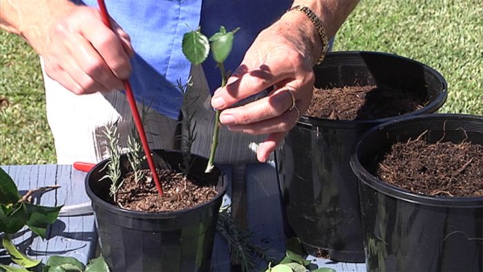 Propagating Cuttings of Photinia Red Robin